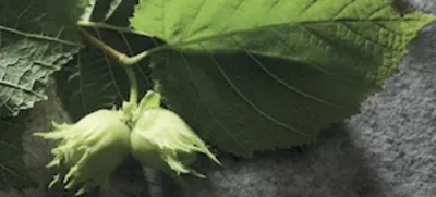 L’alliance entre gourmandise & durabilité